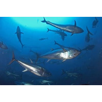 日本のマグロ漁獲枠295トン増