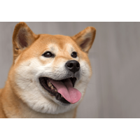 ペットハウスに喜ぶ柴犬　中で暴れていると勢い余り…「笑いが止まらない」