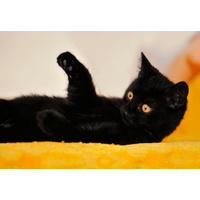 ベッドで寝ていると愛猫が上に乗ってきて…→可愛い行動に「まるで握手」