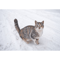雪の日に外に出た猫。16歳になった現在の様子に…「まるで犬」「常識は当てはまらない」