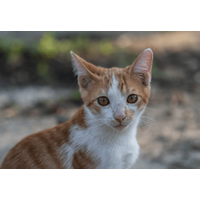 やせ細った子猫を保護した家族　1年後の様子に→「美しい猫」「人見知りだったのに」