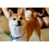 敏感すぎる柴犬…禁句の”おふろ”を言い換えたら⇒まさかの状態に「思わず笑った」