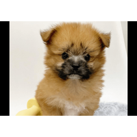 ペットショップで一目惚れした愛犬　昔の写真を見返すと⇒成長した後の変貌に「驚いた」「笑顔になった」