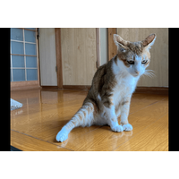 2階のベランダから落ちた愛猫　病院では異常なく家に帰ると…⇒まさかの様子に「すごいな～」「甘えたかったのかな」