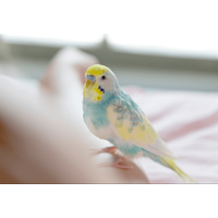 おしゃべりが上手なインコ 飼い主の腕に噛みつくと⇒インコの”まさかの一言”に「家族みんな大笑い」