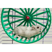 暗闇で回し車を走るハムスター　そっと電気をつけてみると⇒見せた“意外な表情”にほっこり