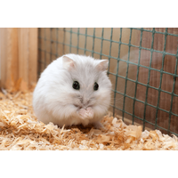 実家で飼うハムスター 巣箱にコーンチップ入れると…→ハムスターの”まさかの行動”に「そんなに!」「家族全員大笑い」