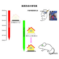 東京医科大、脳の記憶中枢形成の謎を解明…発達障害など原因究明に期待