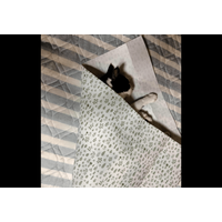 保護猫を飼う飼い主　猫がゴロゴロしていると⇒まさかの状態に「猫クレープ」「自分で包まった」