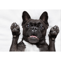 帰宅しても”お迎えしない愛犬”に違和感…心配で寝室を覗くと⇒愛犬「しまった！」まさかの行動に爆笑！？