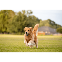 愛犬と散歩中…近所のお寺で池を発見⇒愛犬の”まさかの勘違い”で「思わず爆笑」