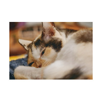 世界は優しさで溢れている！ 外猫だったミケちゃんを治療室内に迎え入れるまで【続 ミケちゃんとやすらぎさん #３】