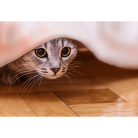 帰宅したら愛猫が消えた！？家中で名前を呼び、絶望した瞬間に⇒思わぬ場所から現れ「ここか」