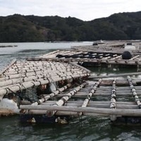 南太平洋・トンガ沖の海底火山噴火の影響で流されて重なり合ったカキの養殖いかだ＝17日午後、三重県鳥羽市