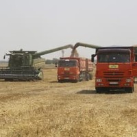 ロシア・トビリスカヤの小麦畑での収穫作業＝2021年7月（AP＝共同）