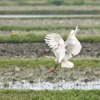 新潟県佐渡市で確認されたトキ（環境省提供）