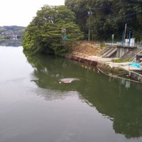 漏水が起きている「明治用水頭首工」上流の様子＝17日、愛知県豊田市（同県提供）