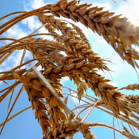 ウクライナの小麦畑＝2013年（ロイター＝共同）