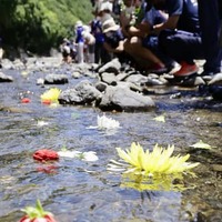 球磨川の支流・川内川に、住民らの手で流された花＝2日午前、熊本県球磨村
