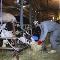 乳牛に餌を与える佐久間規幸さん＝8日、千葉県市原市