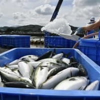 洋上のいけすから陸揚げされた養殖ブリ＝2020年、宮崎県串間市