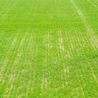 何者かが「芝に除草剤散布」…RBライプツィヒの試合会場が変更に