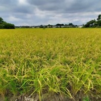 水田で実った稲穂＝9月3日、埼玉県伊奈町