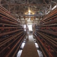 高病原性鳥インフルエンザが確認された養鶏場の殺処分作業＝1日午前、香川県観音寺市（同県提供）