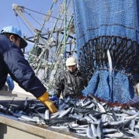 北海道根室市の花咲港で水揚げされるサンマ＝5日