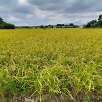 収穫を待つ稲＝9月、埼玉県内