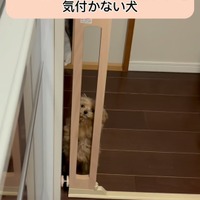 「おっちょこちょいすぎw」「視野狭すぎひん！？」ペットゲートが思いっきり開いているのに立ち往生するワンちゃん