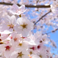 桜の下でシートを広げ飲食。すると「こんなに…！」外国人が驚いた花見の様子に『心を通わせる大切な時間』