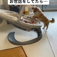 【心臓が弱い方は見ないでください】昼と夜、別人のような顔を持つ愛犬に驚愕…！赤ちゃんのお世話をよく手伝ってくれる優しいチワワが夜に人目を盗んでしていたこととは