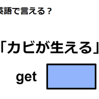 英語で「カビが生える」はなんて言う？