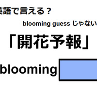 英語で「開花予報」はなんて言う？