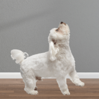 飼い主の鼻歌に”遠吠え”する愛犬　鼻歌をやめるとまさかの様子に…「パパだってばー」