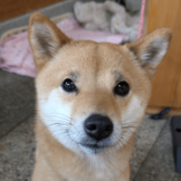 事務所に預けている柴犬　まさかの勘違いに…「ごめんね」「寂しがり屋」