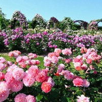 万博記念公園 春のローズフェスタ(イメージ)