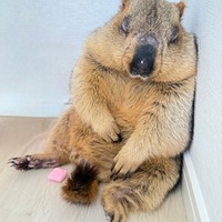 寝落ちするヒマラヤマーモット/マーモット村/提供画像