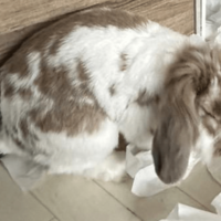 飼い主を待つ耳垂れうさぎ　帰宅すると部屋の光景に…「言葉が出ない」「笑った」