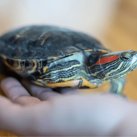 家の中で放飼いしていた亀　その後、予想外な居場所に「プッ」「居心地よさそう」