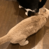 食事中の兄猫のお尻を嗅ぐ妹猫　しかし、よく見ると「ご飯の匂いかな」「繋がるかも」