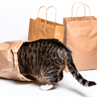 買い物から帰宅した飼い主　愛猫が盗んだまさかの物に「食べれるんだ！」