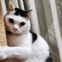 一日中ご飯をねだる猫　妻が”猫の愚痴”をいうと→まさかの行動を！？