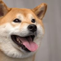 ペットハウスに喜ぶ柴犬　中で暴れていると勢い余り…「笑いが止まらない」