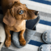 仕事から帰宅後…家用のスリッパが消えた！？愛犬を見つけた瞬間、予想外の状況に「子守りしてる？」