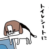 おもちゃで遊んだり、ほとんどしない愛犬。なのに、なぜトイレシートに反応?!【パンダと犬 ＃３】