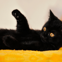 ベッドで寝ていると愛猫が上に乗ってきて…→可愛い行動に「まるで握手」