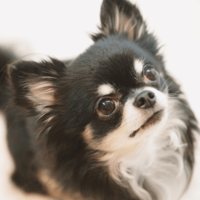 白黒のチワワを飼う家族　成長していくうちに→まさかの変化に「驚いた」「今では笑い話」