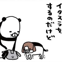 老犬・梅吉がヨボヨボしてイタズラをしに来る…スピードの遅さが逆にかわいい【パンダと犬 ＃32】